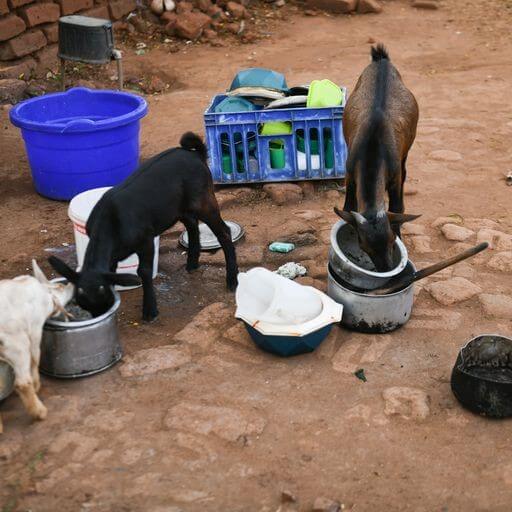 Goats feeding in a household environment